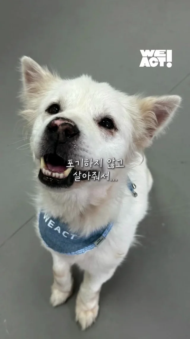 시골 멍멍이 팔자 고친 썰 현장 사진