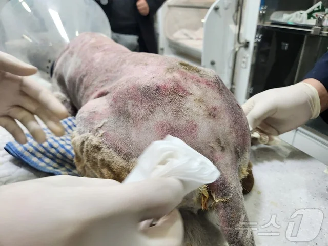 목줄 끊어줬는데도…산불 속에서 주인 기다리다 화상 .. 보도 사진