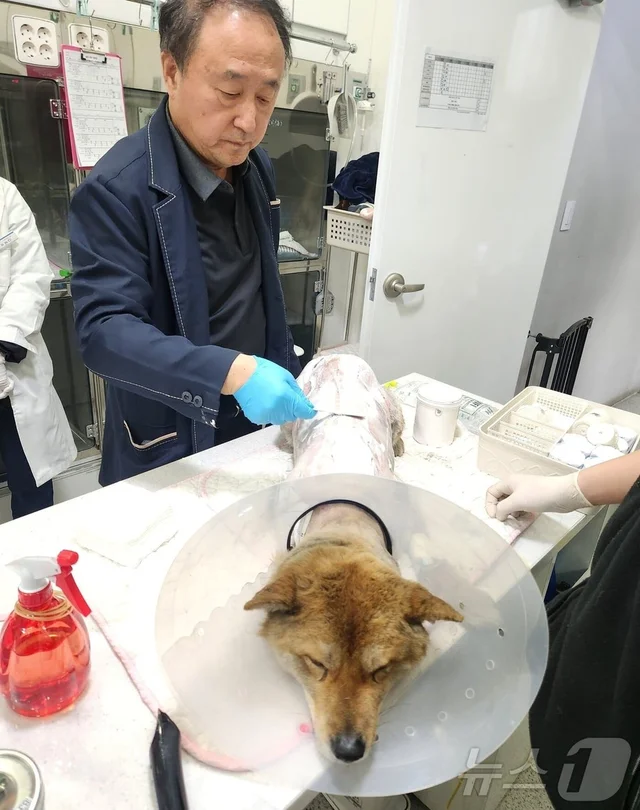 목줄 끊어줬는데도…산불 속에서 주인 기다리다 화상 .. 보도 사진