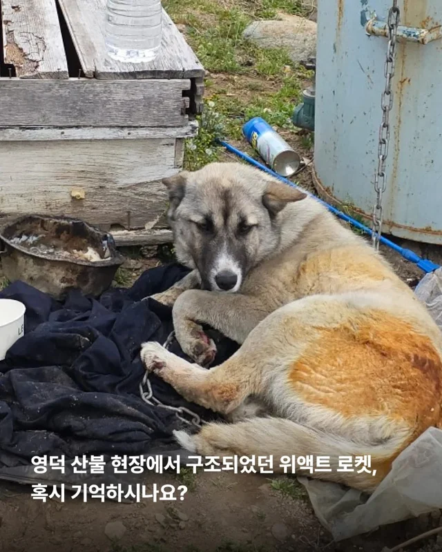 산불구조견 로켓, 행복을 쏘다 현장 사진