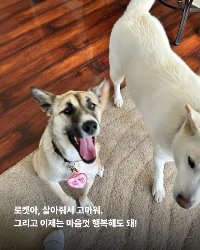 산불구조견 로켓, 행복을 쏘다 현장 사진