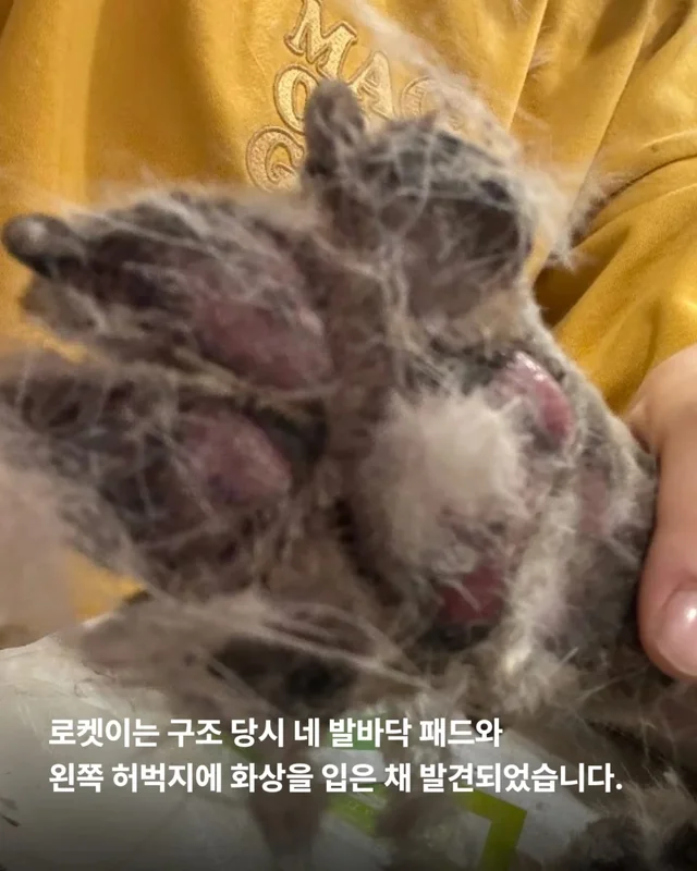 산불구조견 로켓, 행복을 쏘다 현장 사진