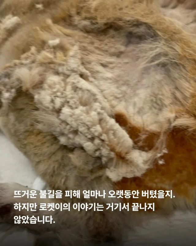 산불구조견 로켓, 행복을 쏘다 현장 사진