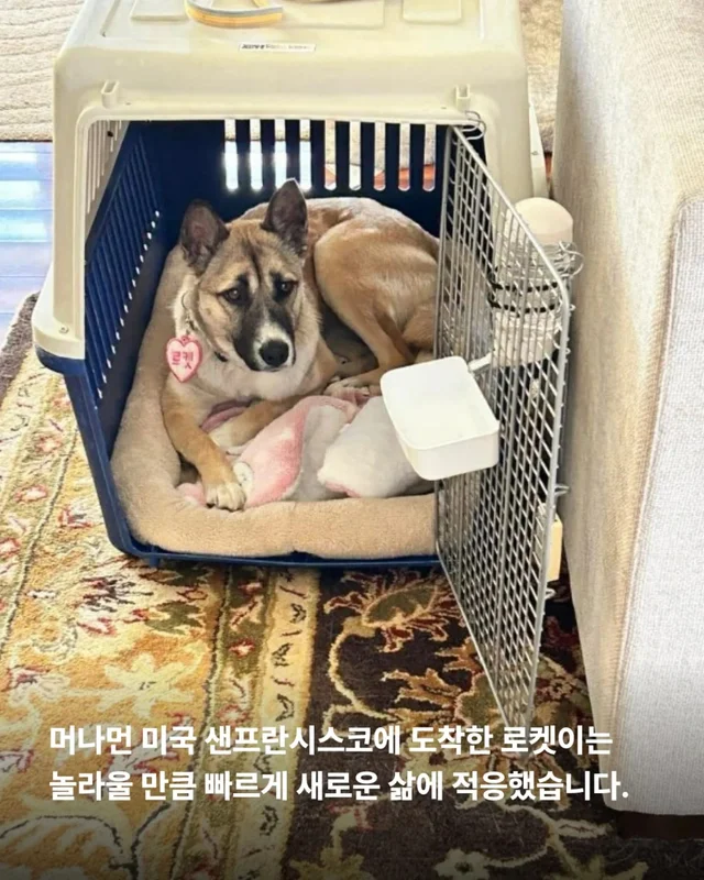 산불구조견 로켓, 행복을 쏘다 현장 사진