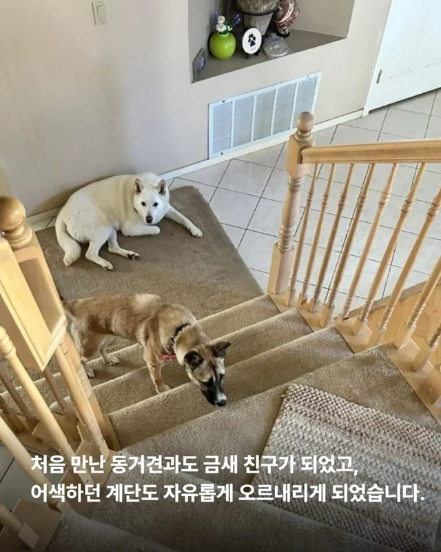 산불구조견 로켓, 행복을 쏘다 현장 사진