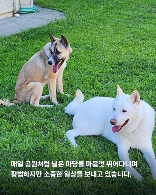 산불구조견 로켓, 행복을 쏘다 현장 사진