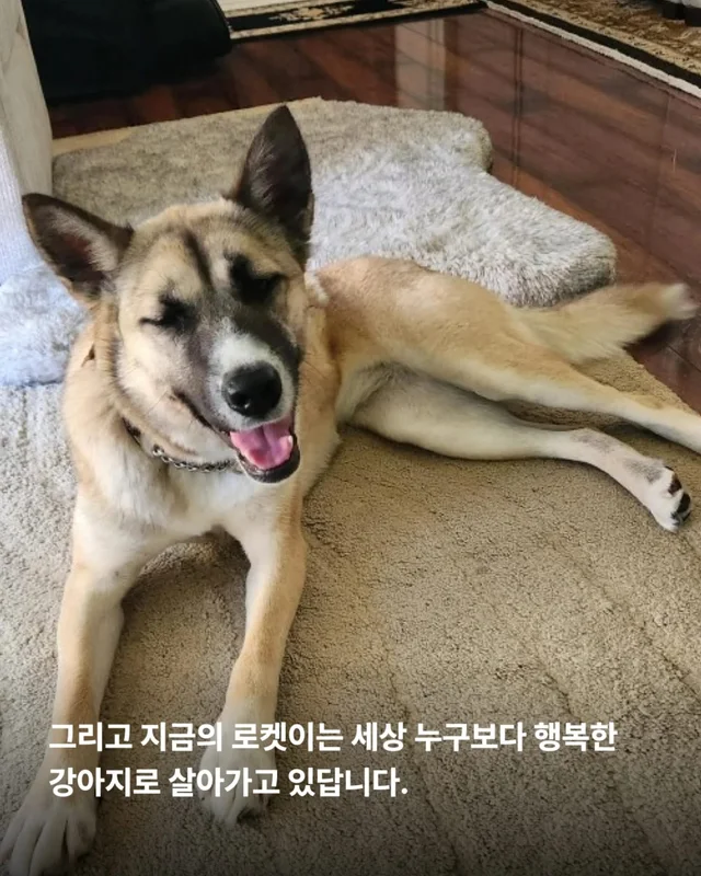 산불구조견 로켓, 행복을 쏘다 현장 사진