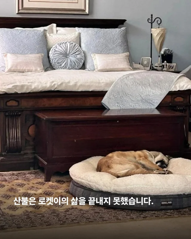 산불구조견 로켓, 행복을 쏘다 현장 사진