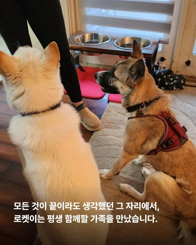 산불구조견 로켓, 행복을 쏘다 현장 사진