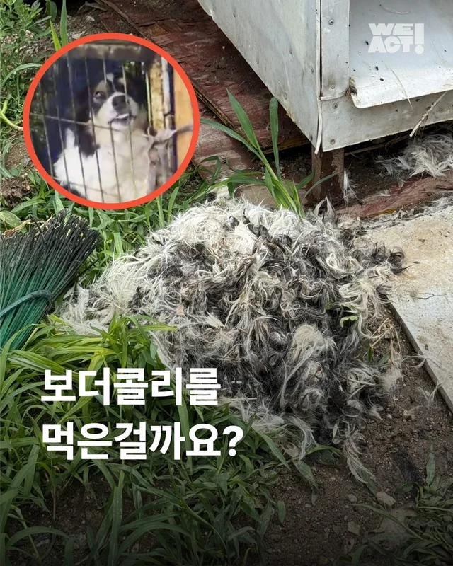 성남 불법개농장 현장 사진
