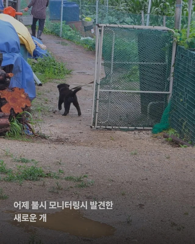 성남 불법개농장 현장 사진