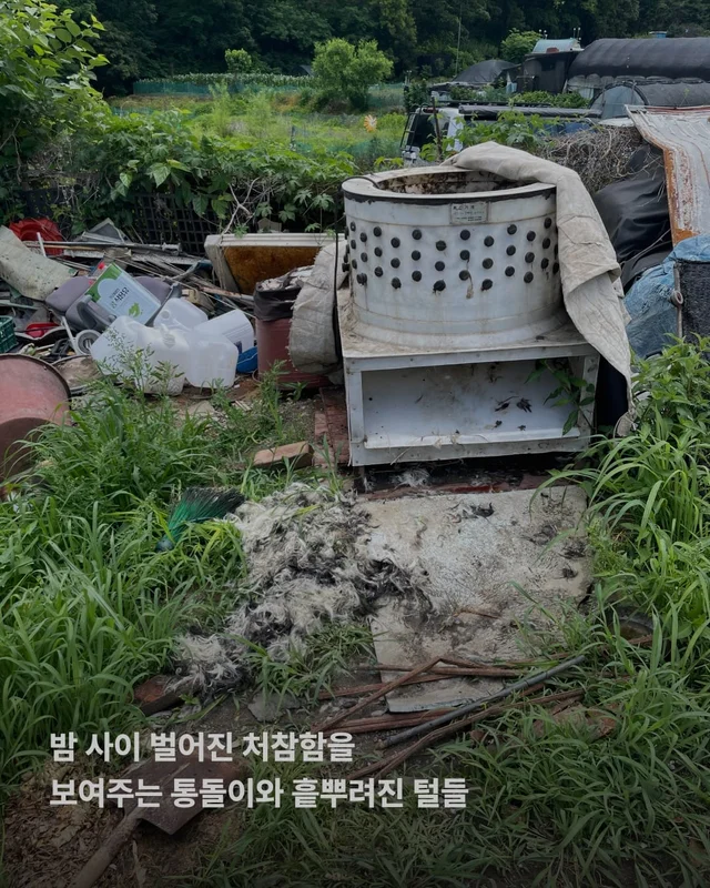 성남 불법개농장 현장 사진