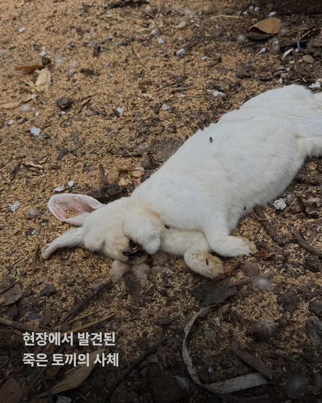 성남 불법개농장 현장 사진