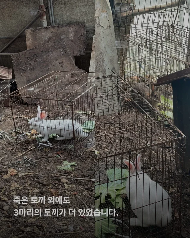 성남 불법개농장 현장 사진