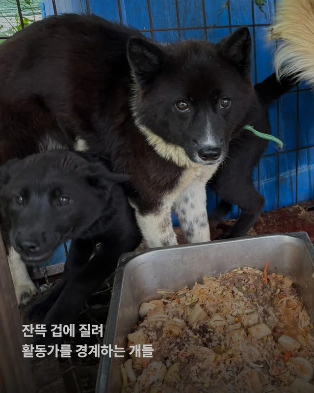 성남 불법개농장 현장 사진