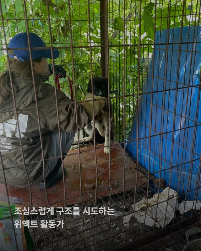 성남 불법개농장 현장 사진