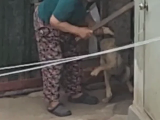 몽둥이로 맞는 강아지 현장 사진