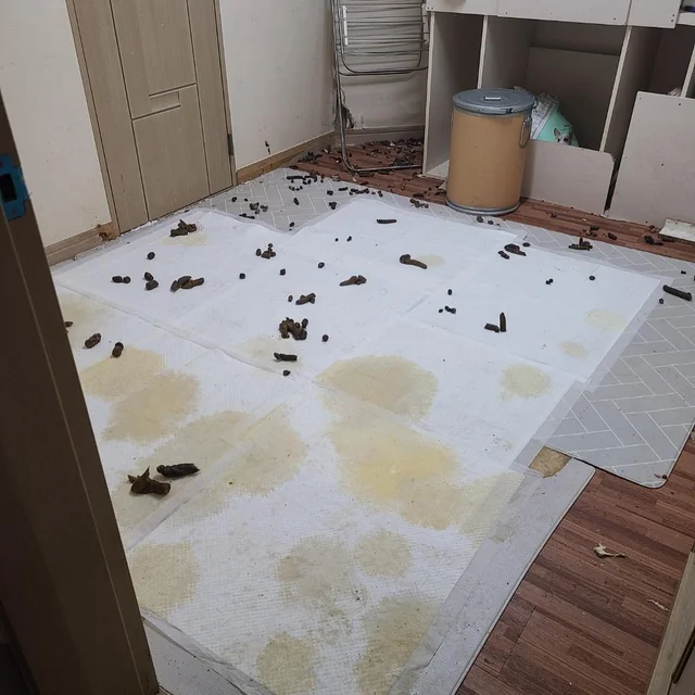 양산방치견가족 현장 사진