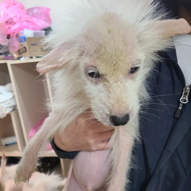 양산방치견가족 현장 사진