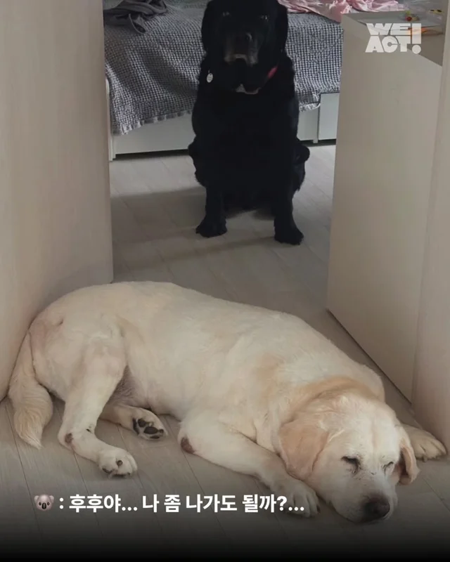 부산개백화점 - 위액트 후후 현장 사진