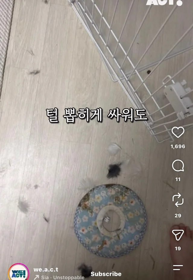 월아 입양 후기 현장 사진