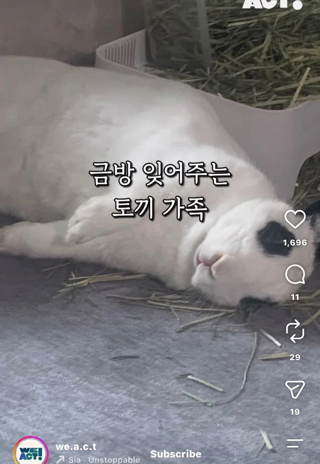 월아 입양 후기 현장 사진