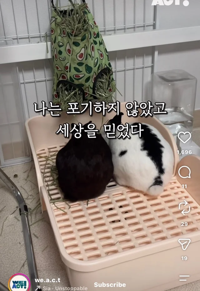 월아 입양 후기 현장 사진