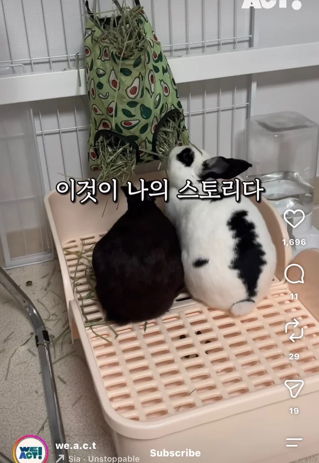 월아 입양 후기 현장 사진