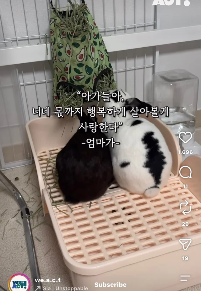 월아 입양 후기 현장 사진