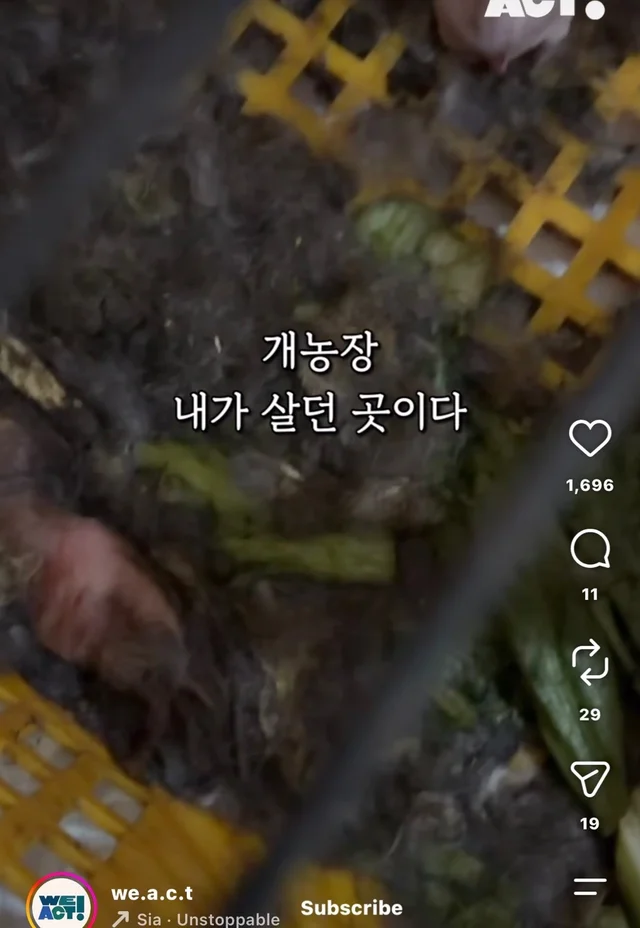 월아 입양 후기 현장 사진