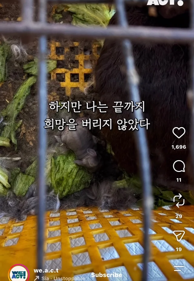 월아 입양 후기 현장 사진