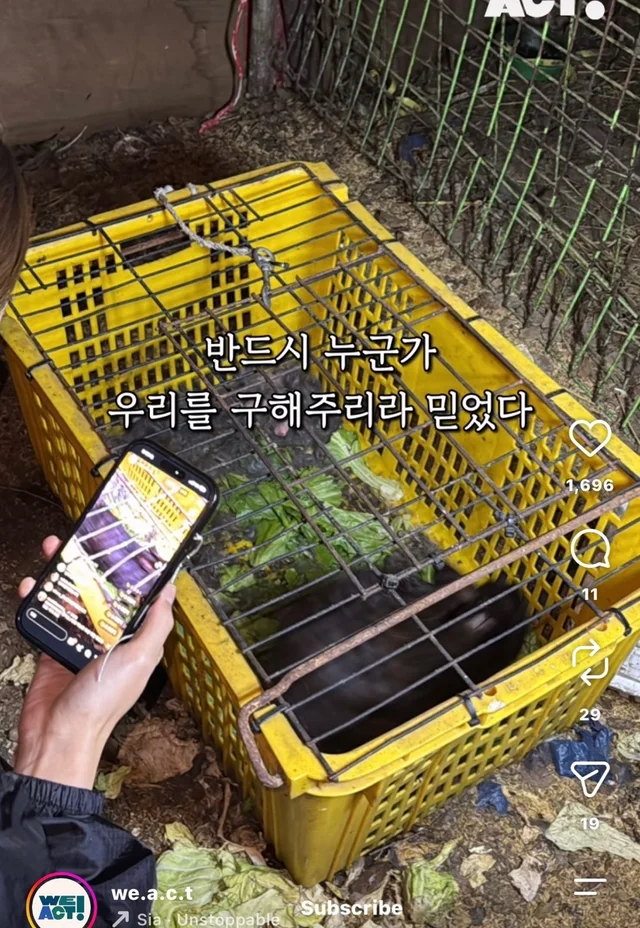 월아 입양 후기 현장 사진