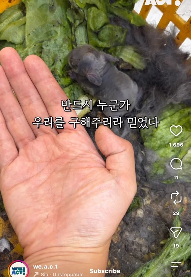월아 입양 후기 현장 사진