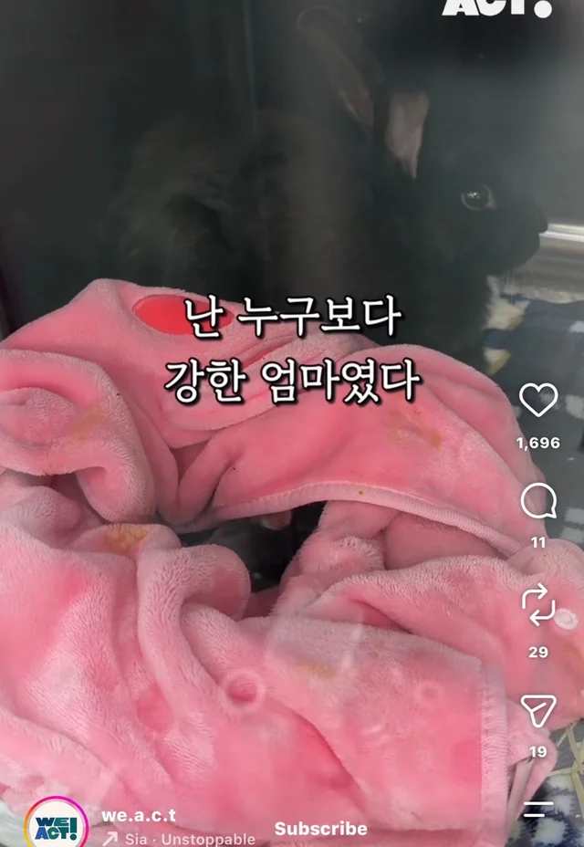 월아 입양 후기 현장 사진