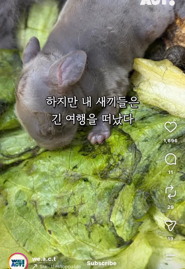 월아 입양 후기 현장 사진