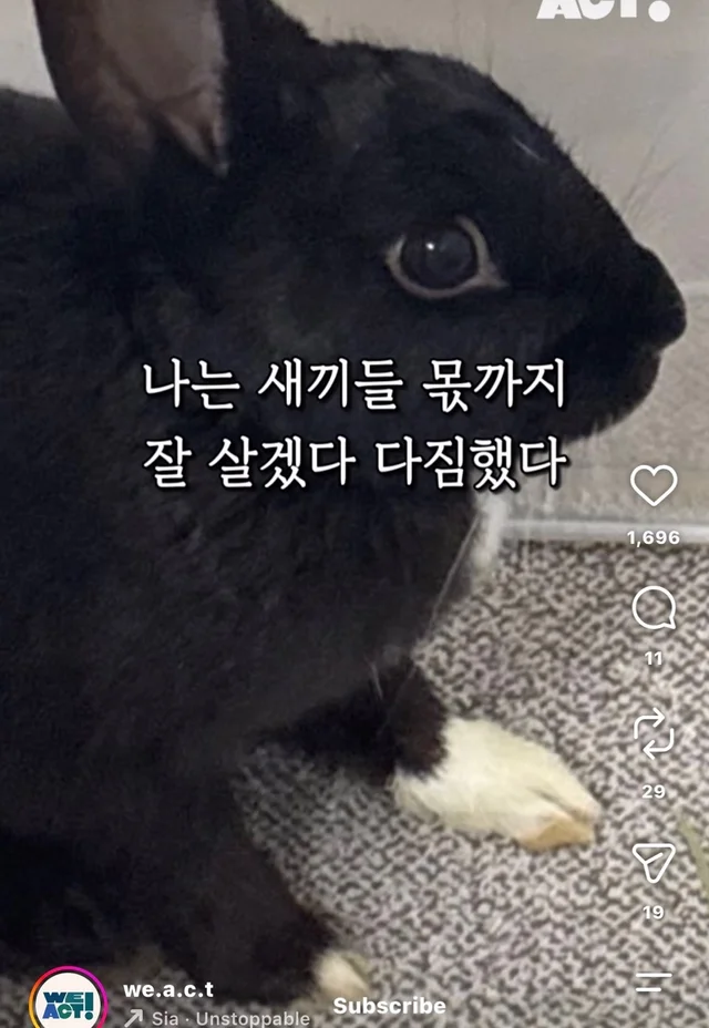 월아 입양 후기 현장 사진