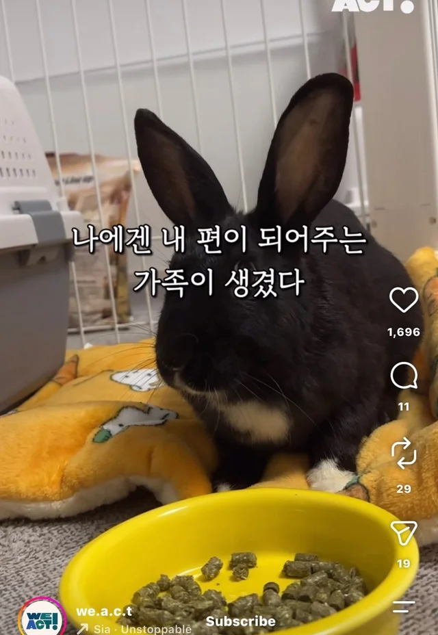 월아 입양 후기 현장 사진