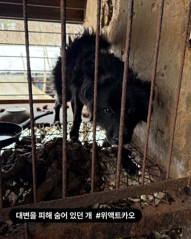 동해 유기견 개농장 현장 사진
