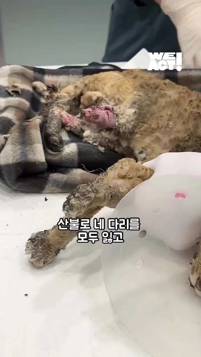 다시 달릴 거예요. 치타처럼. 현장 사진