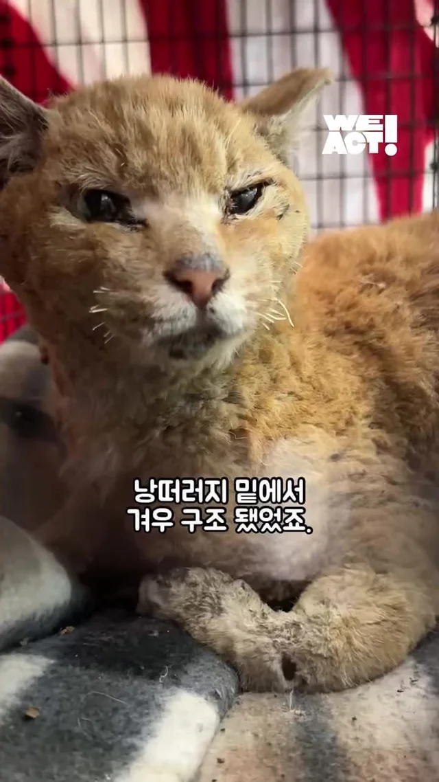 다시 달릴 거예요. 치타처럼. 현장 사진