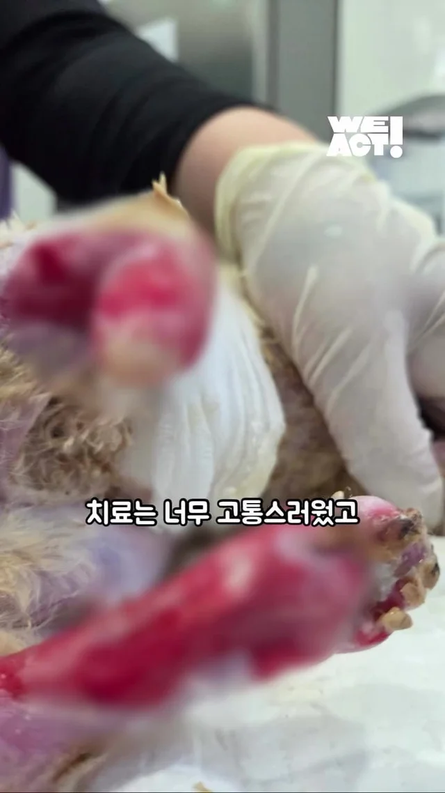 다시 달릴 거예요. 치타처럼. 현장 사진