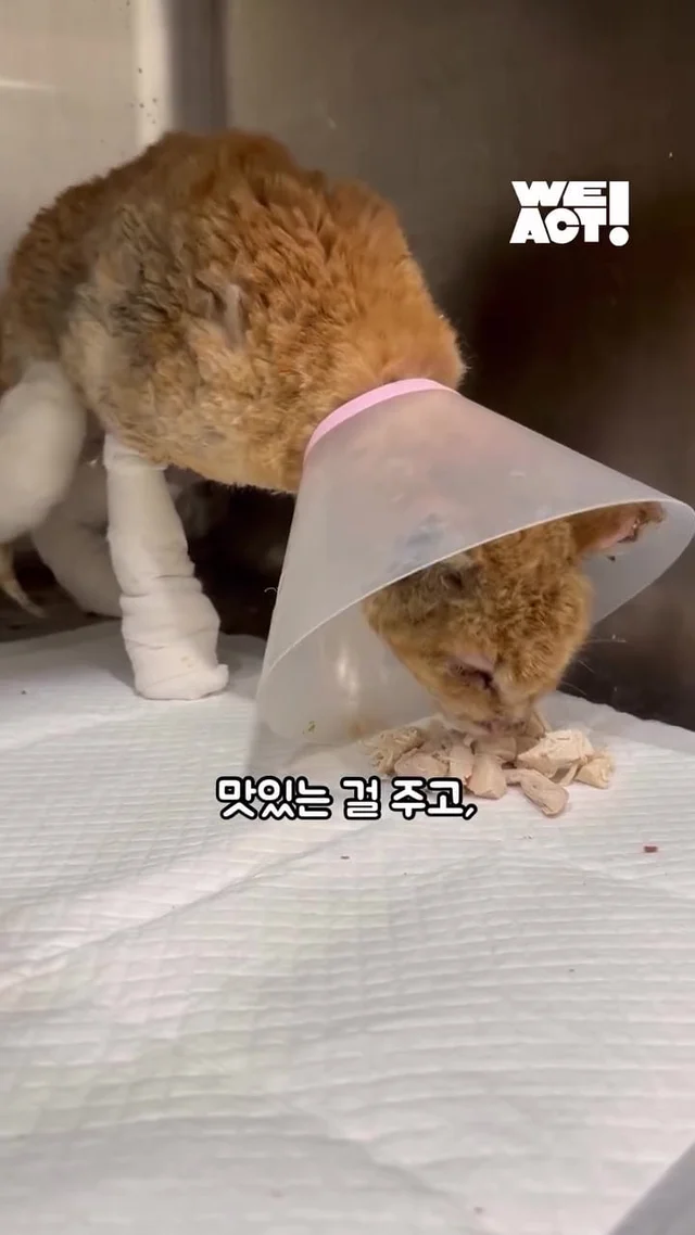 다시 달릴 거예요. 치타처럼. 현장 사진