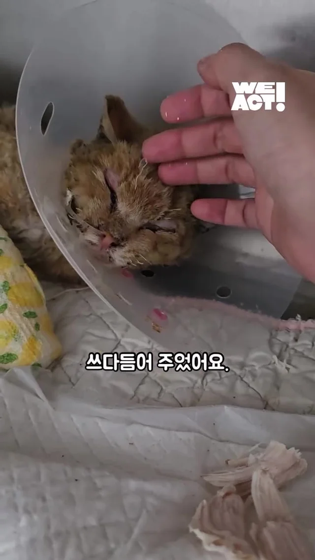 다시 달릴 거예요. 치타처럼. 현장 사진