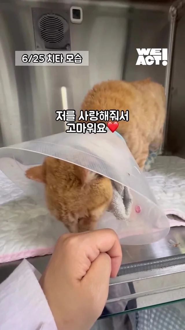 다시 달릴 거예요. 치타처럼. 현장 사진