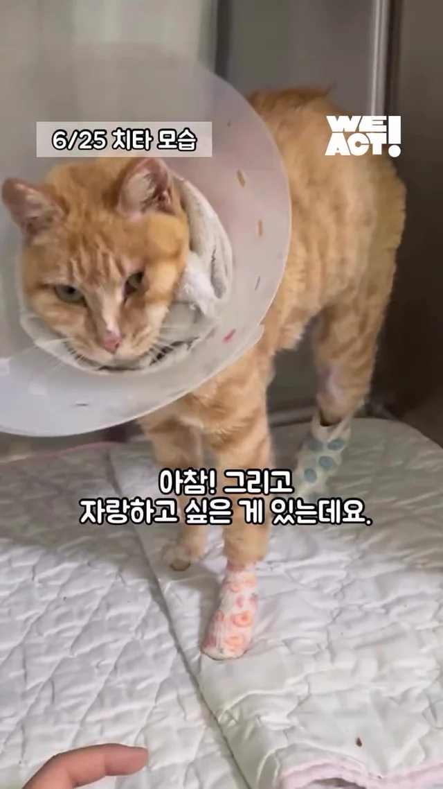 다시 달릴 거예요. 치타처럼. 현장 사진