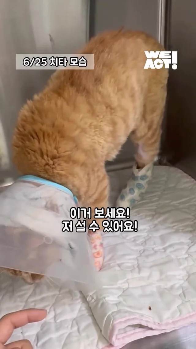 다시 달릴 거예요. 치타처럼. 현장 사진