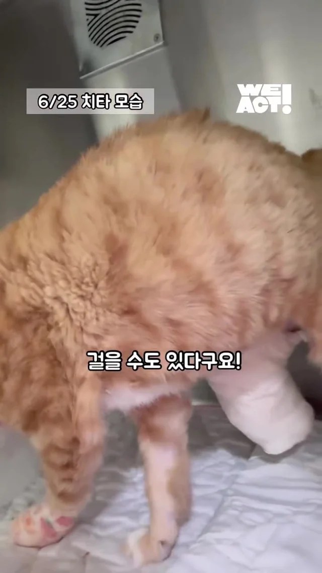 다시 달릴 거예요. 치타처럼. 현장 사진