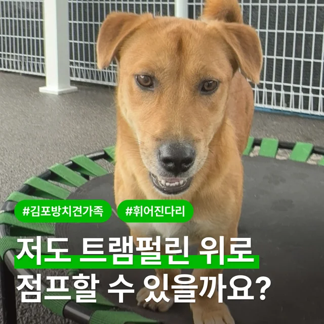 저도 트램펄린 위로 점프할 수 있을까요? 현장 사진