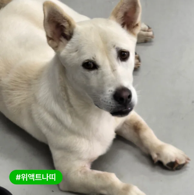 저도 트램펄린 위로 점프할 수 있을까요? 현장 사진