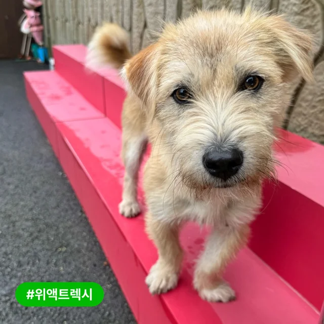 저도 트램펄린 위로 점프할 수 있을까요? 현장 사진